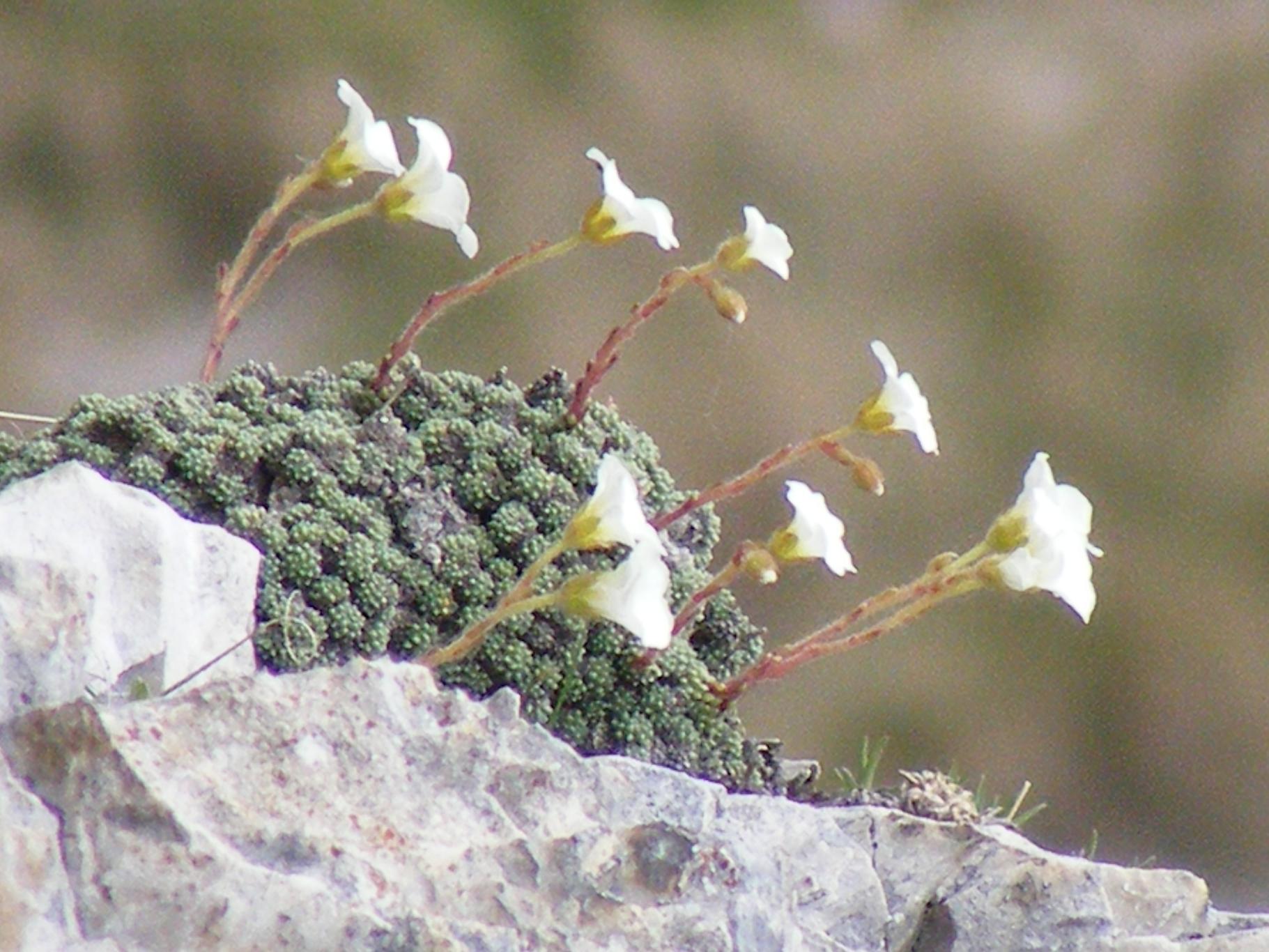 Saxifraga tombeanensis / Sassifraga del Monte Tombea